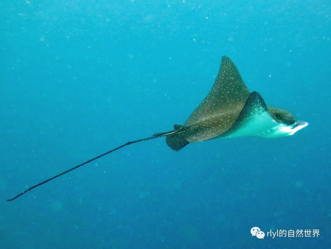 Rlyl物种说 今日 睛斑鹞鲼 Ocellated Eagle Ray Rlyl的自然世界 微信公众号文章阅读 Wemp