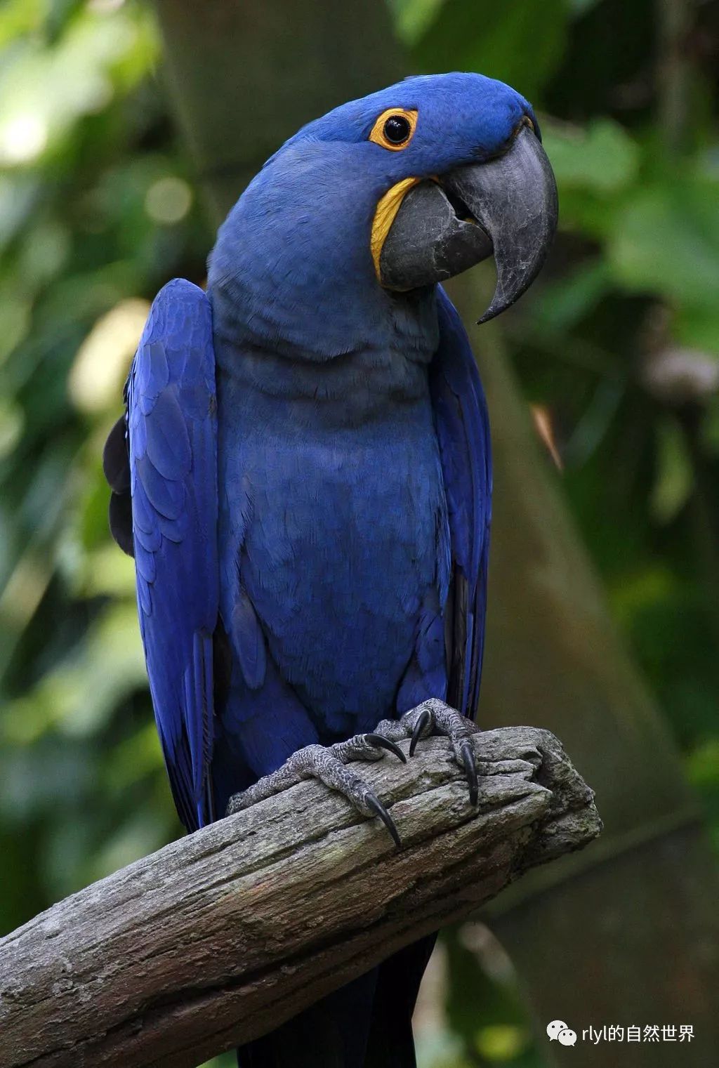 Rlyl物种说 今日 紫蓝金刚鹦鹉 Hyacinth Macaw Rlyl的自然世界 微信公众号文章阅读 Wemp