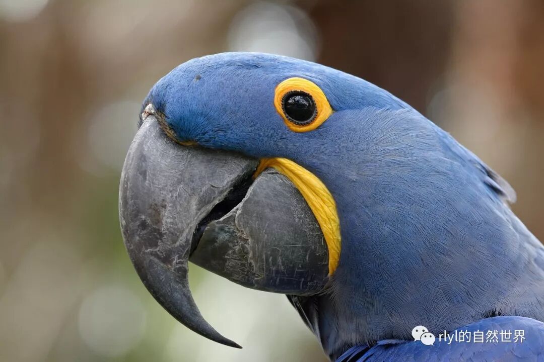 Rlyl物种说 今日 紫蓝金刚鹦鹉 Hyacinth Macaw Rlyl的自然世界 微信公众号文章阅读 Wemp