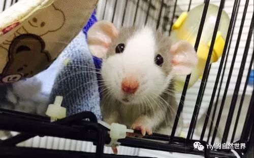 乾貨 淺談 花枝鼠 的飼養 Rlyl的自然世界 微文庫