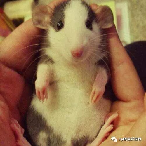 乾貨 淺談 花枝鼠 的飼養 Rlyl的自然世界 微文庫