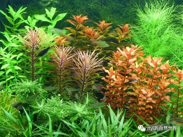 哪種水草吸收no3 Dradio