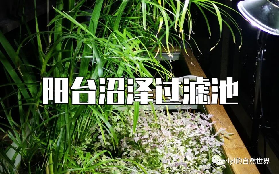 沼泽过滤池 自制diy 2米鱼菜龟共生阳台景观池 下集 Rlyl的自然世界 微信公众号文章阅读 Wemp