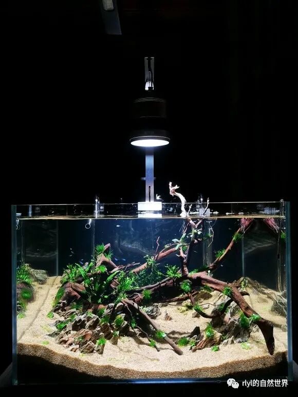沼泽过滤池 自制diy 2米鱼菜龟共生阳台景观池 下集 Rlyl的自然世界 微信公众号文章阅读 Wemp