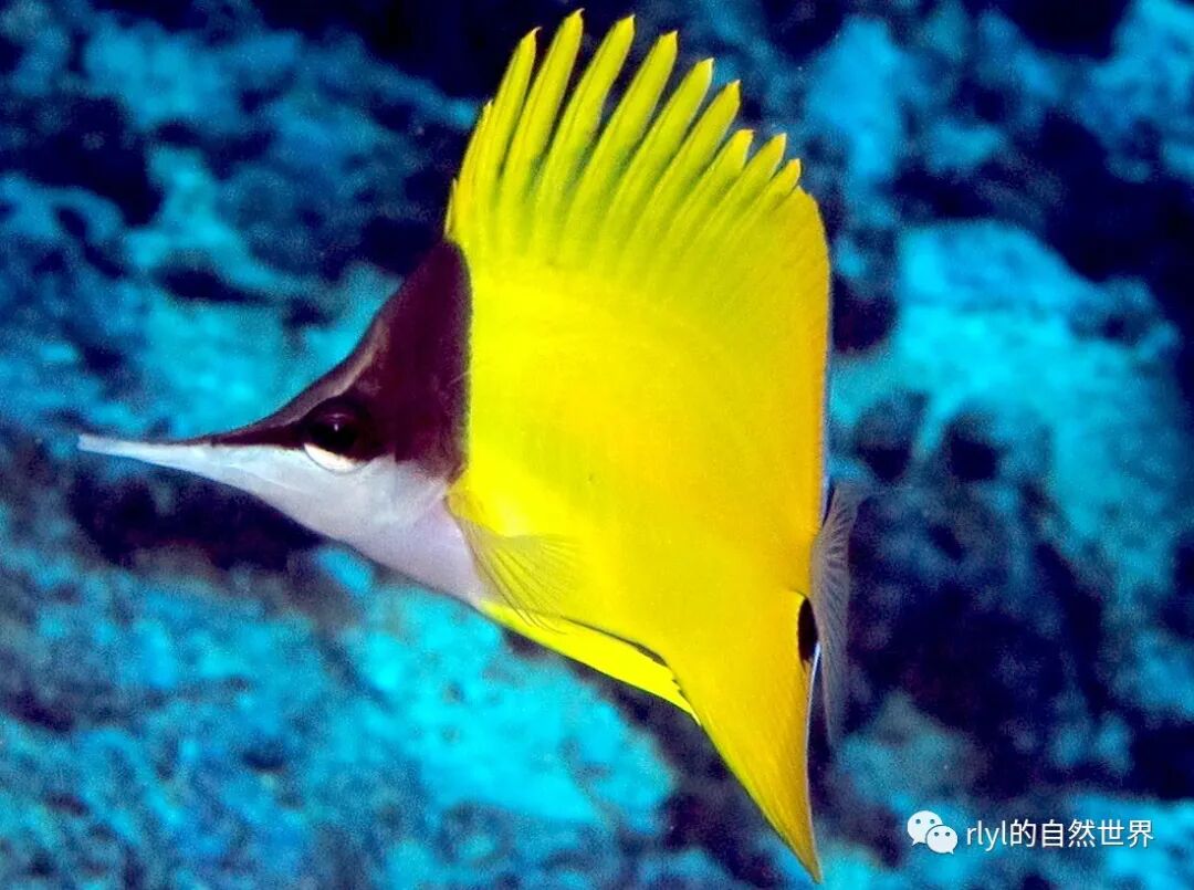 Rlyl物种说 今日 黄镊口鱼 Yellow Longnose Butterflyfish Rlyl的自然世界 微信公众号文章阅读 Wemp