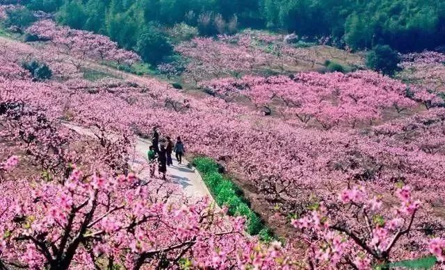 叫嶽林寺73在奉化,有個古老的佛寺叫桐照73在奉化,有一箇中