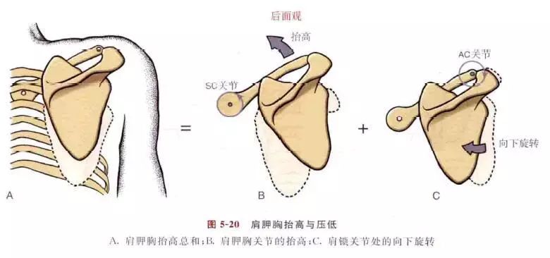 肩关节的运动学