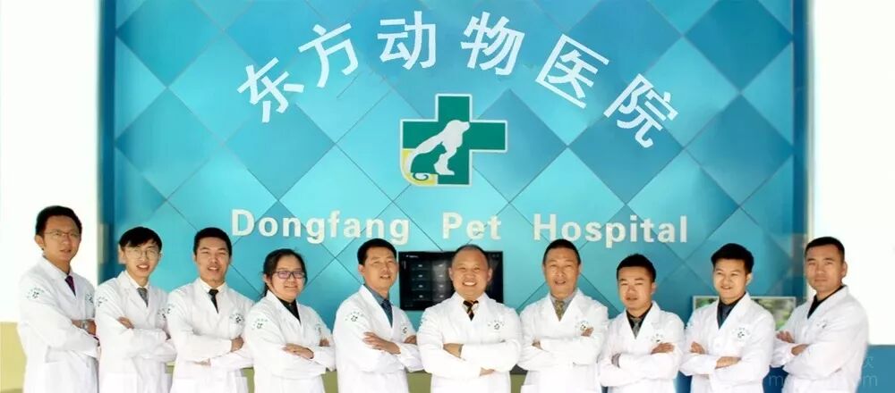 蝴蝶犬图片大全大图_蝴蝶犬图片_蝴蝶犬图片幼犬多少钱