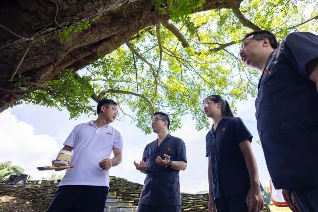 法官和林业部门负责人了解古树保护情况。