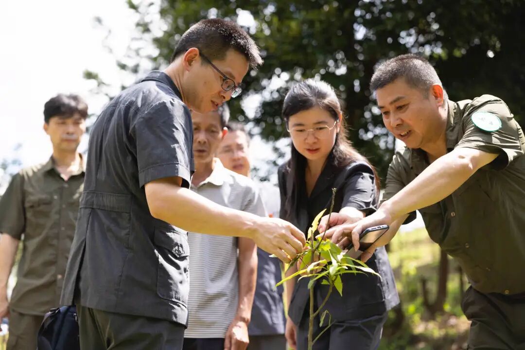 法官和护林员在天井山林场查看树苗补种情况。