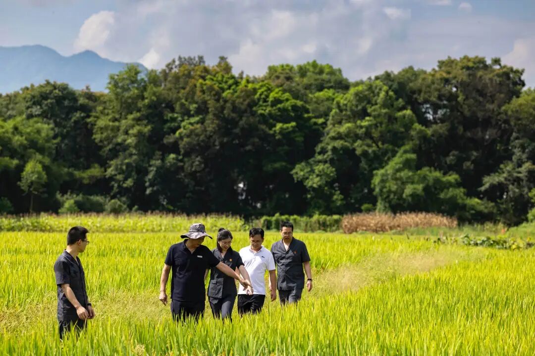 炎炎夏日，法官和林业部门负责人进村回访古树。