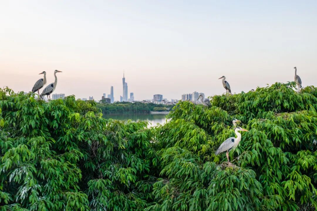 海珠湿地栖息的鸟类
