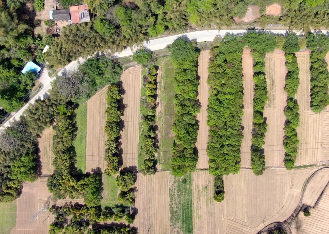 顺岭村平整前的土地
