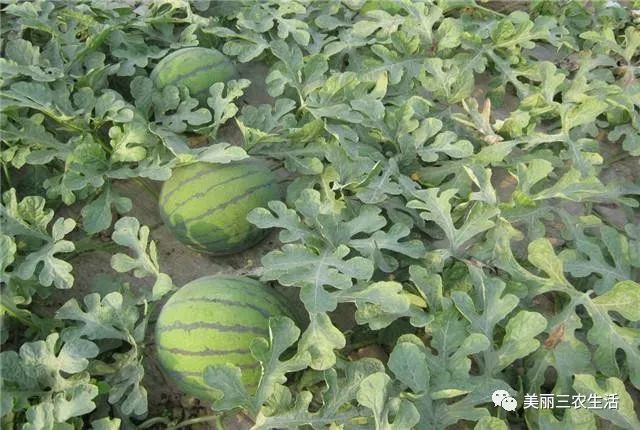 大棚西瓜有机种植技术，牢记以下几点，高产也