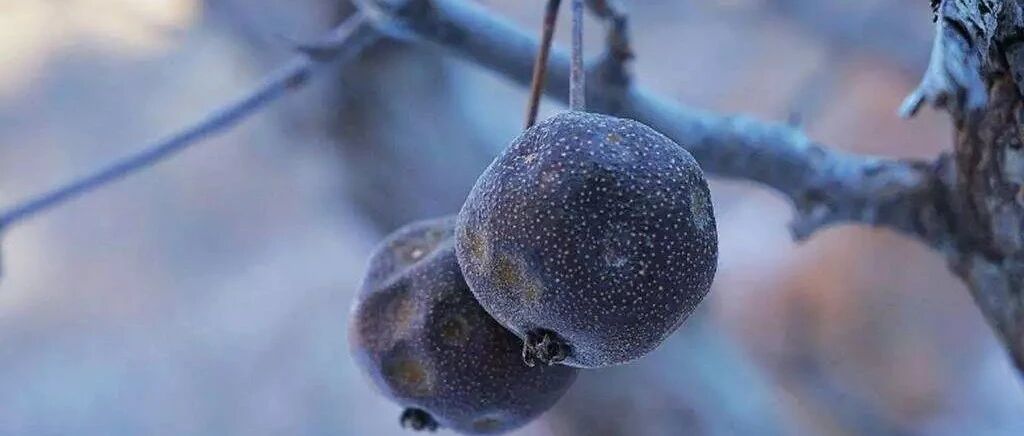 谐音梗|吃什么水果最有动力？