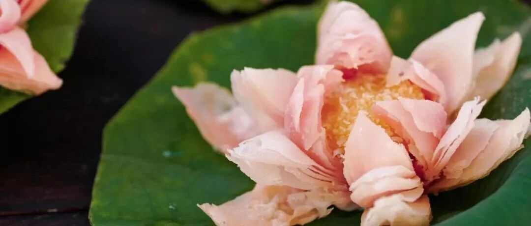 趁假期余额还在，解锁高颜值荷花酥，吃完甜蜜一整年！