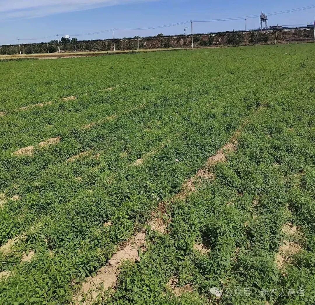 2026年山西药材种植指南