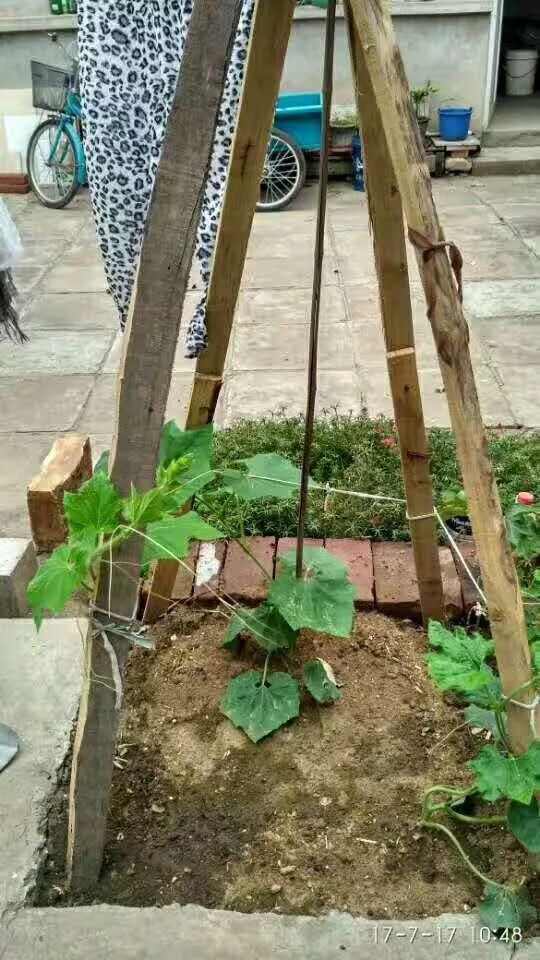 一架冬瓜的百日传奇