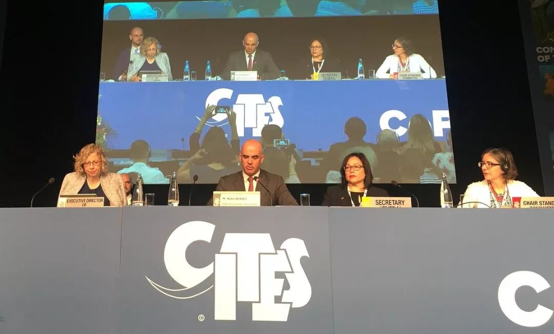 血檀(染料紫檀)正式列入国际二级濒危物种！CITES第18届