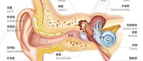耳朵经常性流水是怎么回事？