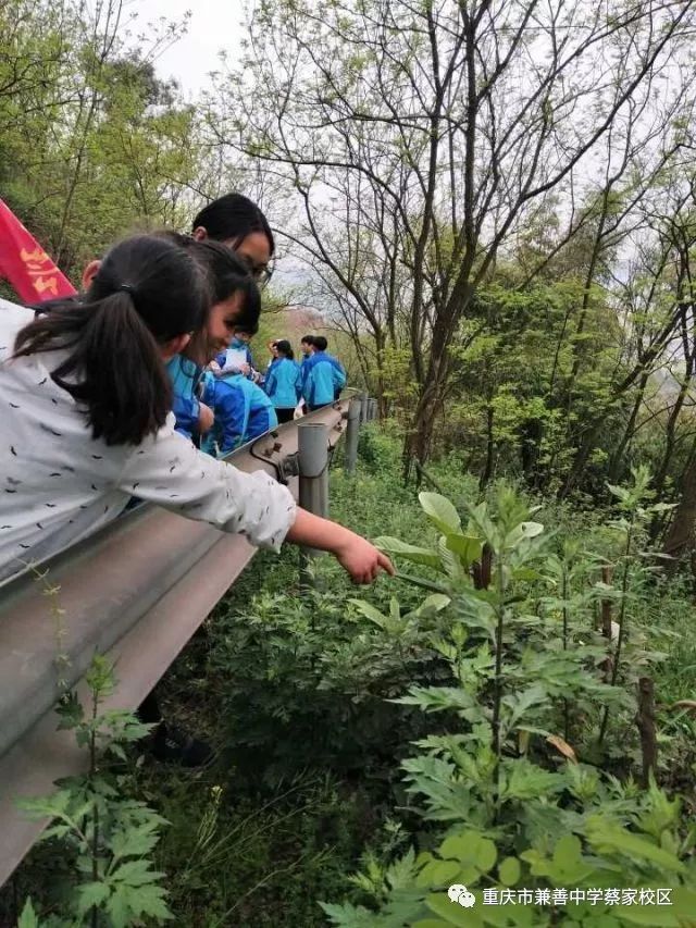 兼善中学搬迁至蔡家_兼善中学蔡家校区_兼善中学 蔡家