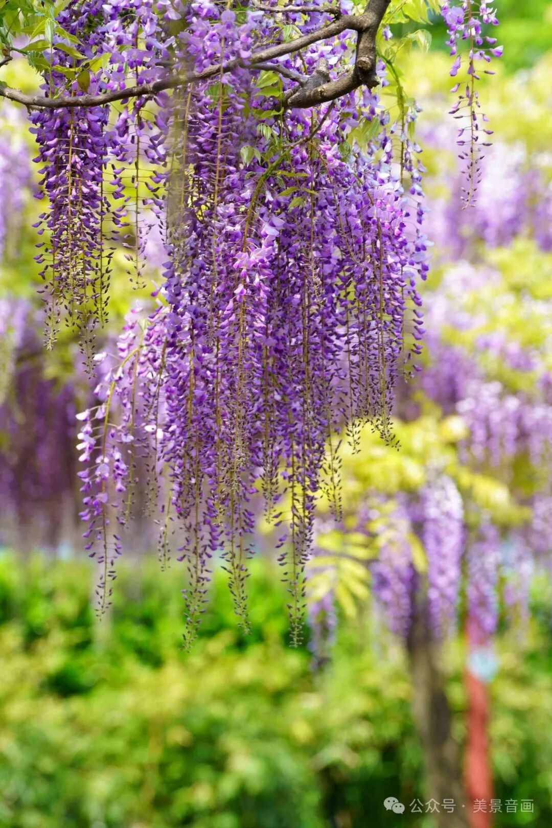 这些经典的诗句,不仅展现了紫藤花的魅力,也传承了中国古代文化的精髓