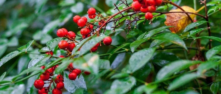 小红果好看却不能吃，大妈拿来治感冒差点丢命！这种果实鲜红诱人，很容易被年幼的孩子误食，家长千万要管牢！