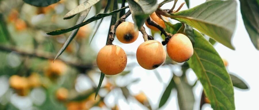 大量上市！这种水果入夏后吃，降血脂、利尿清热…是疾病的克星！