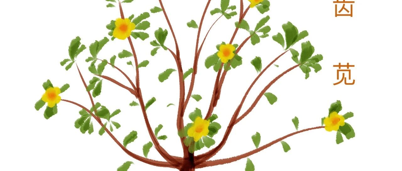 浙大一院接连收治六位急性肾损伤患者，他们都吃了这种野菜。专家紧急提醒：这些野菜不建议短时间内大量食用，吃之前最好焯水