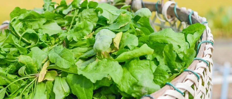 “春菜”8鲜少不了它们！会吃的人才是养生高手，错过可惜