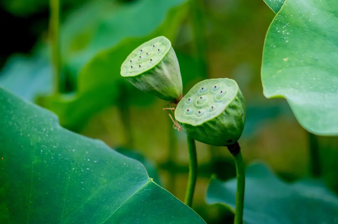莲子又名莲宝,藕实,水芝,丹泽芝,莲蓬子,是莲花的种子.