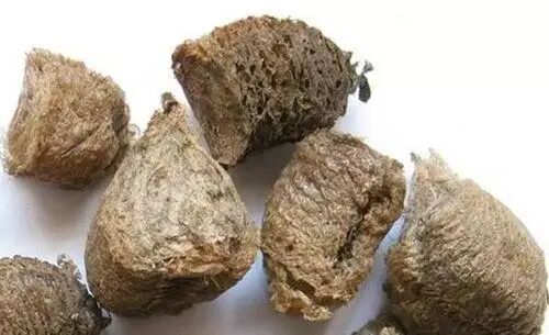 海什么止血这味来自大海的良药，可治崩漏带下、外伤出血、湿疹脚藓，还是胃溃疡的克星！_https://www.jmylbn.com_新闻资讯_第27张