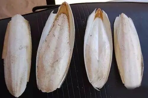 海什么止血这味来自大海的良药，可治崩漏带下、外伤出血、湿疹脚藓，还是胃溃疡的克星！_https://www.jmylbn.com_新闻资讯_第23张