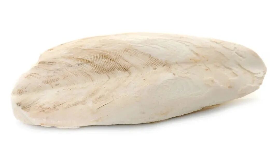 海什么止血这味来自大海的良药，可治崩漏带下、外伤出血、湿疹脚藓，还是胃溃疡的克星！_https://www.jmylbn.com_新闻资讯_第6张