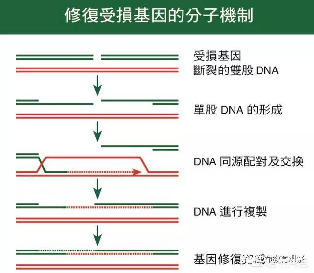 Y染色体会减少 会出现第三性别的人 生命教育观察 微信公众号文章阅读 Wemp