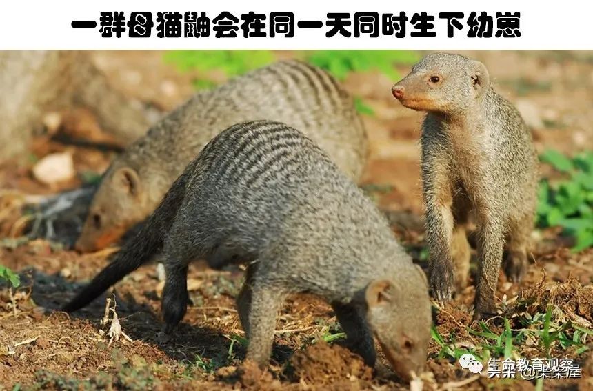 生物冷知識：25個令人驚奇的動物事實(shí)！