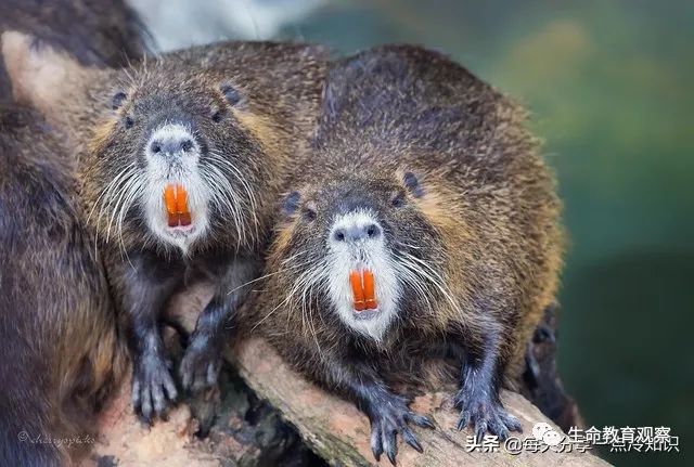 生物冷知識：25個令人驚奇的動物事實(shí)！