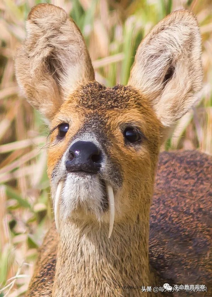 生物冷知識：25個令人驚奇的動物事實(shí)！