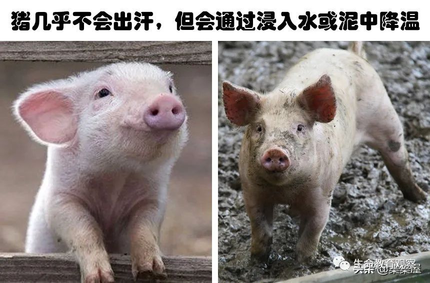 生物冷知識：25個令人驚奇的動物事實(shí)！