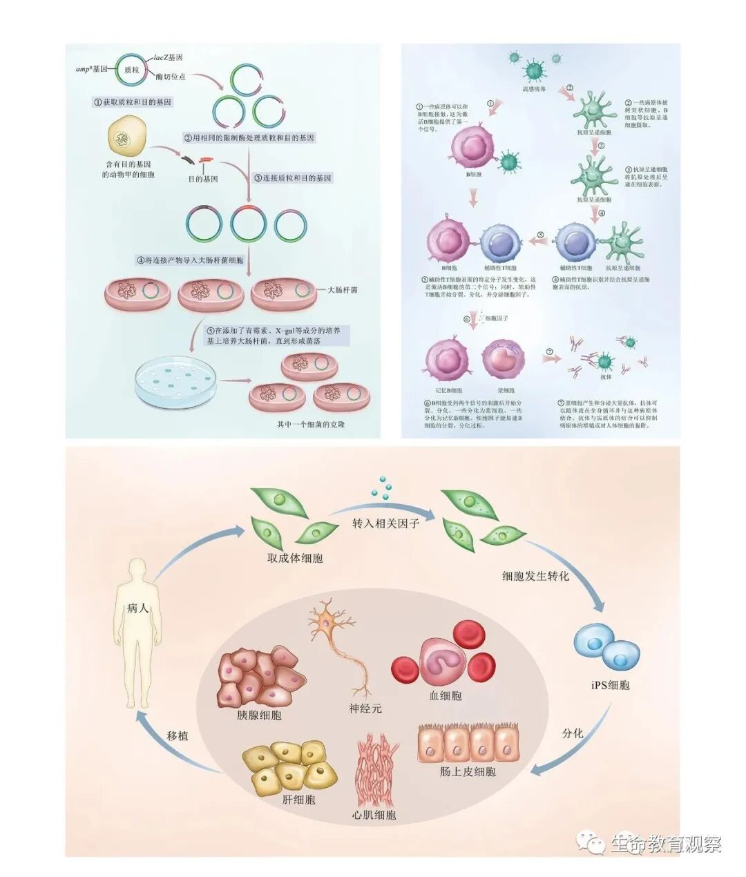 高中生物新教材精美插图背后的故事 全网搜