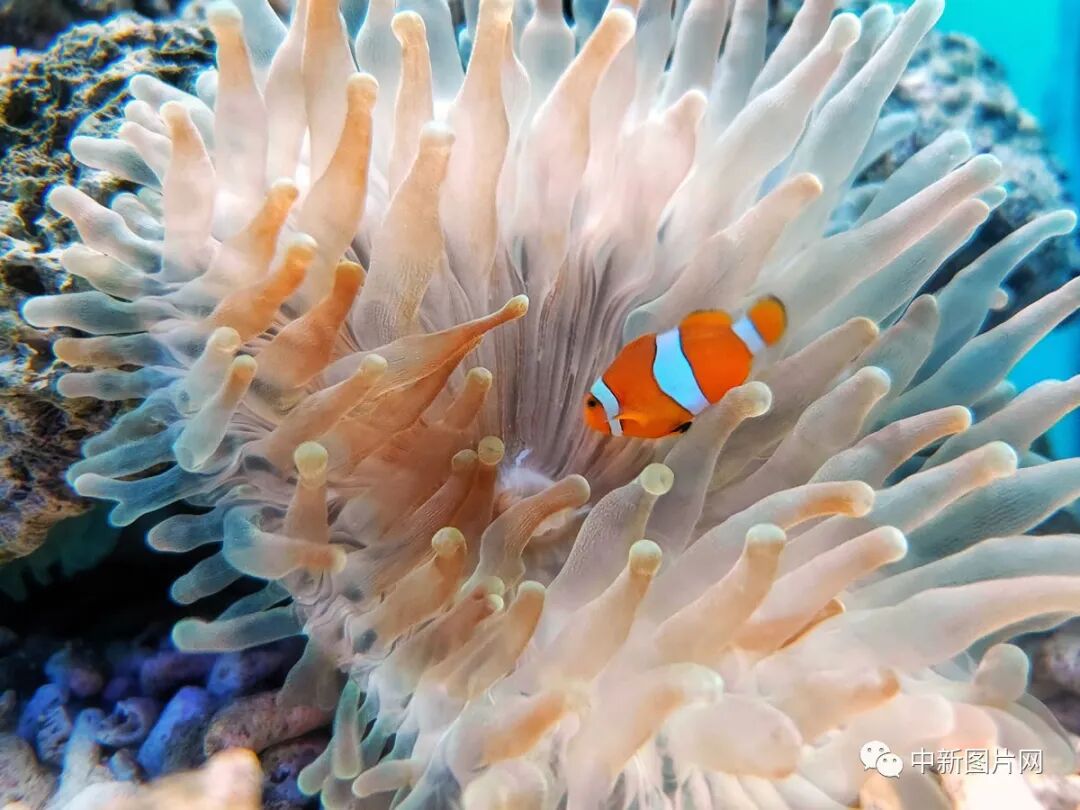 珊瑚礁与小丑鱼&nbsp;王迦睿 摄