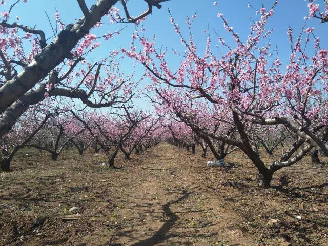 桃樹(shù)僵芽、流膠、根腐多是澆水過(guò)多招的禍|益生源頭條-南陽(yáng)市益生源肥業(yè)有限公司