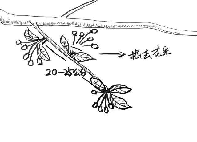 各种果树疏花授粉小技巧，一张图教你搞定！