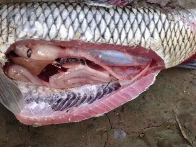 原来有一种炫富叫做:汕头人吃海鲜.