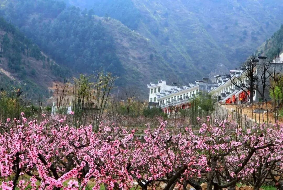 桃花朵朵满商山来丹凤桃花谷解锁现代版世外桃源