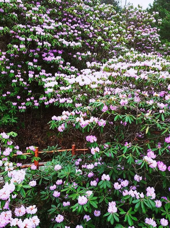 春暖商洛丨人间四月天 木王赏杜鹃