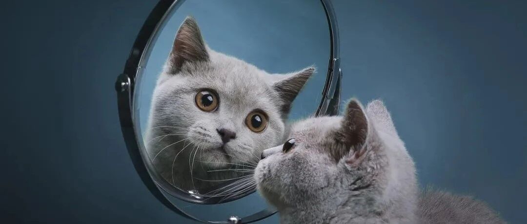 虎年市场为何有气无力？基金业绩回撤“大检验”