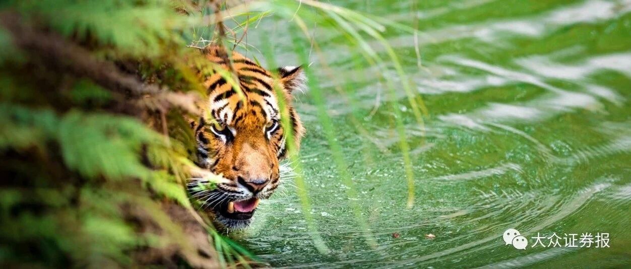 警惕！高位“闪崩”股增加，震荡走势中关注主题性机会！