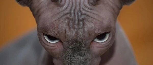 子公司前员工爆料，公司“卖子”或为继续拖欠工资？公司实控人占用公司资金3.27亿元，至今仍有2.1亿元未归还