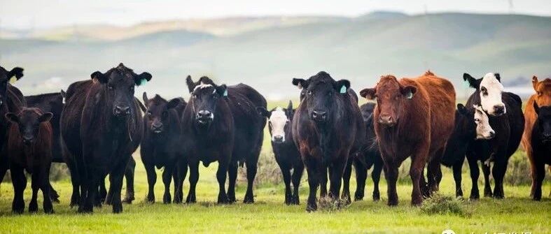 资金抱团股集体躁动，A股春季行情或已在途中